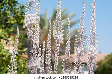 White Squill Garden