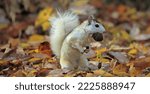 white squirrel in brevard NC