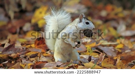 white squirrel in brevard NC