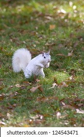 A White Squirrel From Brevard, NC In A Grassy Field