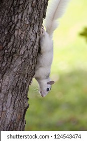 A White Squirrel From Brevard, NC On A Tree