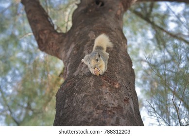 White squirrel eating bean on the tree - Shutterstock ID 788312203