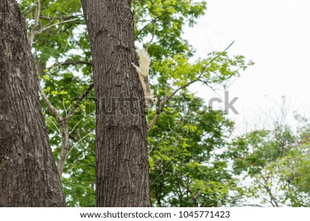 Similar – Image, Stock Photo Playing cats Climbing