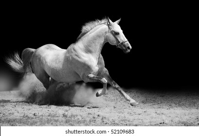 White Stallion On Black