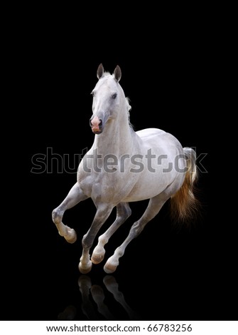 Similar – Image, Stock Photo summer Equestrian sports