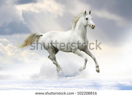 white stallion in snow