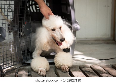 A  White Standard Poodle About To Let Loose From The Cage