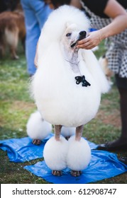 White Standard Poodle Being Groomed At Dog Show