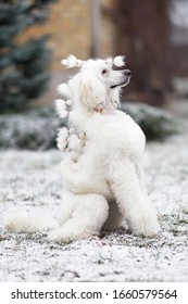 White Standard Poodle Dog (Scandinavian Lion Show Clip) Sitting Outdoors On A Snowy Grass In Winter