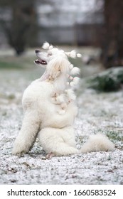 White Standard Poodle Dog (Scandinavian Lion Show Clip) Sitting Outdoors On A Snowy Grass In Winter