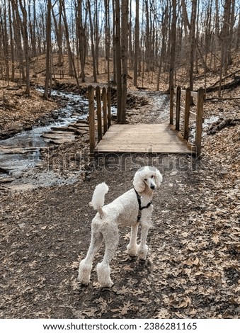 White Standard Poodle Dog Walking Hiking Along Wooded Path Bridge Stream 