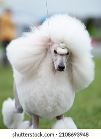 White Standard Poodle During A Dog Show Portrait