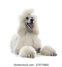 3,620 Standard Poodle Images, Stock Photos & Vectors | Shutterstock