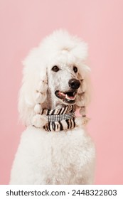 Un caniche estándar blanco