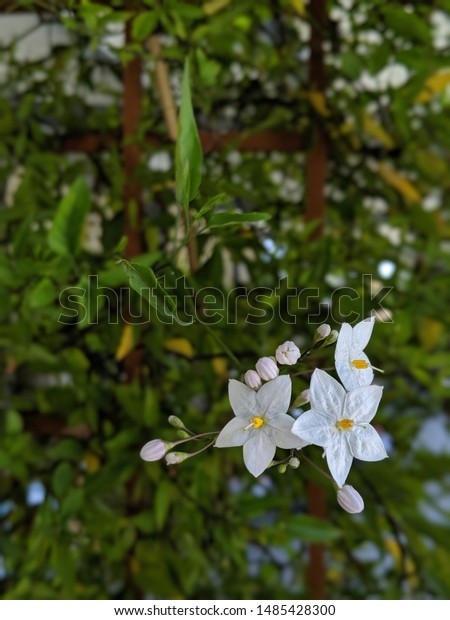 White Star Jasmine Vine Growing On Stock Photo Edit Now