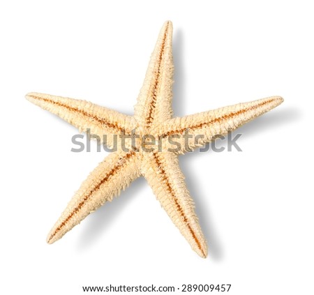 White, starfish, sea.
