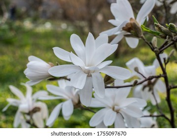 White Stellate Magnolia Flowers On A Green Background