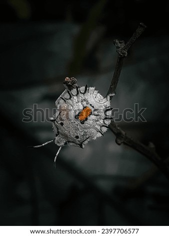 White stink bug on a small piece of decaying twig. Its scientific name is Degonetus serratus. still a nymph stage.to protect against enemies this animal has a mark on its back like a face or something