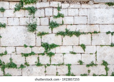 White stone wall, overgrown with green grass, as a natural background, texture - Powered by Shutterstock