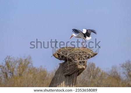 A White Stork approaching a nest on the roof of a hut, sunny day in springtime in Camargue (Provence, France)
