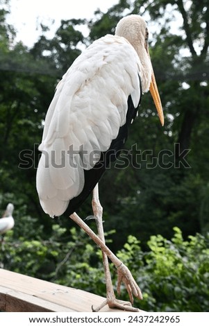 A White Stork Bird in its Habitat