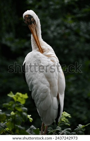 A White Stork Bird in its Habitat