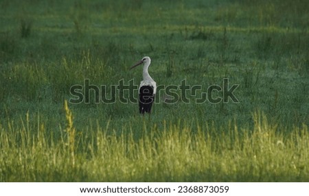 white stork, bird, nature, Poland, forest