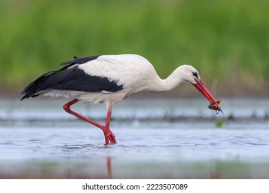 White stork catching a fish