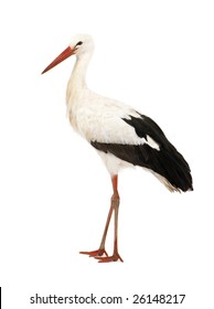 White Stork - Ciconia ciconia (18 months) in front of a white background