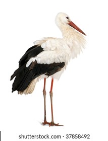 White Stork, Ciconia ciconia, 18 months, standing in front of a white background