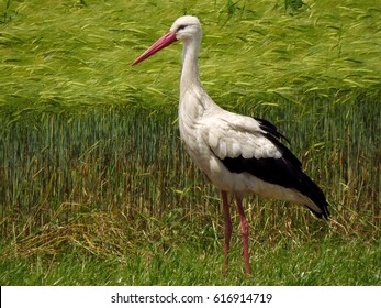 White stork (Ciconia ciconia)