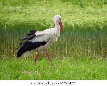 White stork (Ciconia ciconia)