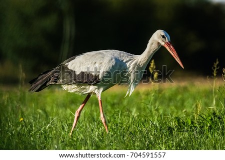 Similar – Foto Bild Storch auf grünem Rasen