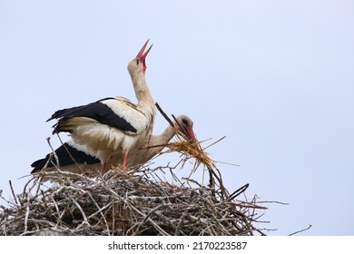 White Stork (Ciconia Ciconia): Couple Of Birds On Its Big Nest Of Dry Branches. Big White And Black Bird With Red Beak With Open Wings. Wild Fauna Of France, Camargue Bird And White Clouds Sky