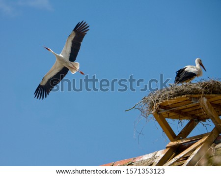 Similar – Image, Stock Photo Stork in flight Animal