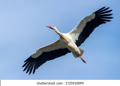 Stork Flying Images Stock Photos Vectors Shutterstock