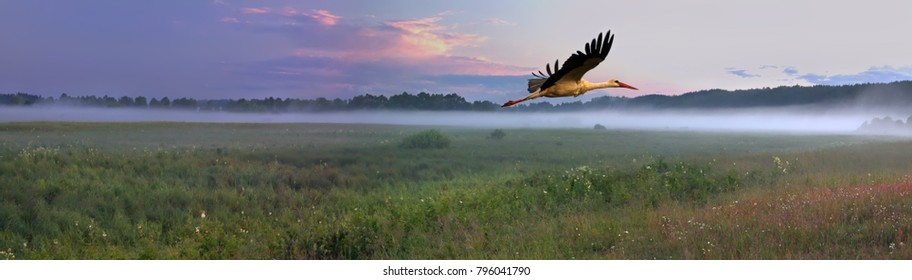 White Stork (Ciconia ciconia) flying at sunset in a floodplain meadow of the Soz River. eastern Belarus. Panoramic view of natural herb meadow with a mist during spring evening