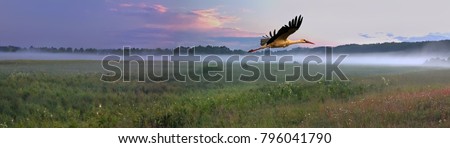 White Stork (Ciconia ciconia) flying at sunset in a floodplain meadow of the Soz River. eastern Belarus. Panoramic view of natural herb meadow with a mist during spring evening