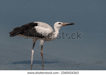 White stork, Ciconia ciconia, a large bird with mainly white plumage and black on its wings, posing, against green blurred background .