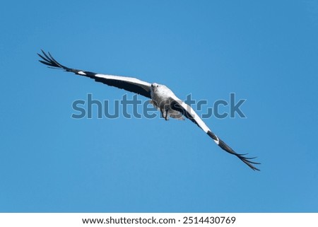 Similar – Foto Bild Satz Möwen isoliert auf blauem Himmel