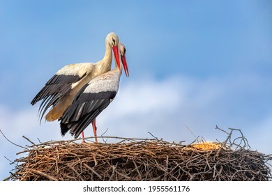 White stork (Ciconia ciconia) in the nest 