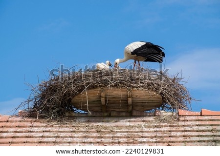 White Stork (Ciconia ciconia) in nest with juvenile birds, nest on roof, Bodenseekreis, Baden-Württemberg, Germany