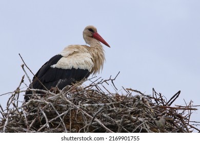 White Stork (Ciconia Ciconia) On Its Big Nest Of Dry Branches. Big White And Black Bird With Red Beak. Wild Fauna Of France, Camargue Bird And White Clouds Sky