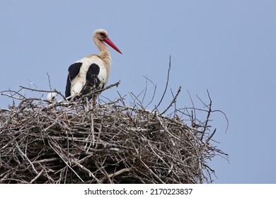 White Stork (Ciconia Ciconia) On Its Big Nest Of Dry Branches. Big White And Black Bird With Red Beak. Wild Fauna Of France, Camargue Bird And White Clouds Sky