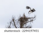 White Stork, Ciconia ciconia on the nest in Oettingen, Swabia, Bavaria, Germany in Europe