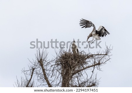 White Stork, Ciconia ciconia on the nest in Oettingen, Swabia, Bavaria, Germany in Europe Foto stock © 