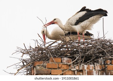 White Stork (Ciconia Ciconia) Pair Of This Big White Bird Build Nest On The High Brick Chimney. Photo Of Mating Animals. Bird With Long Red Feet And Beak, White Body And Black Edge Of Wing. White Sky