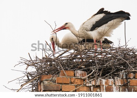 White stork (Ciconia ciconia) Pair of this big white bird build nest on the high brick chimney. Photo of mating animals. Bird with long red feet and beak, white body and black edge of wing. White sky