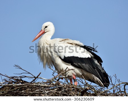 White Stork (Ciconia ciconia) resting in its nest with blue skies in the background