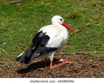 White Stork (Ciconia ciconia) in sitting position. Ciconiidae family
